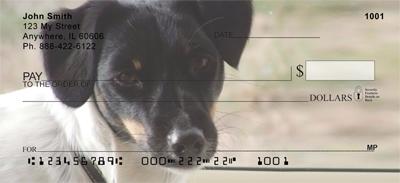 Toy Fox Terriers