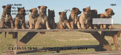 Belgian Sheepdog Puppies