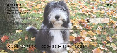 Bearded Collies