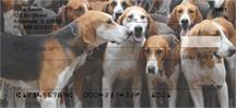 American Foxhounds