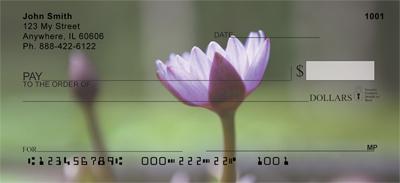 Water Lilies