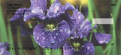 Blue Bearded Iris