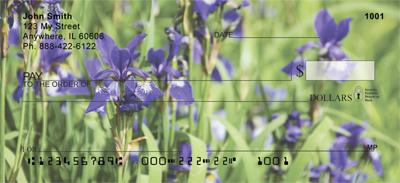 Blue Bearded Iris