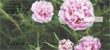 Pink Carnations