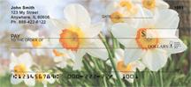White Daffodils