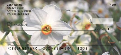 White Daffodils