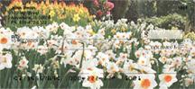 Daffodil Field