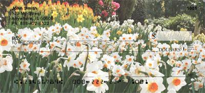Daffodil Field