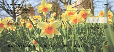 Daffodil Field