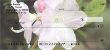 White Rhododendron