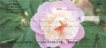 Pink Peonies