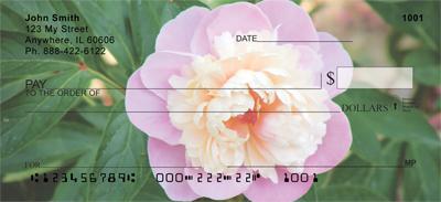 Pink Peonies