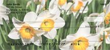 Narcissus