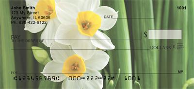 Narcissus