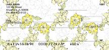 Narcissus Patterns