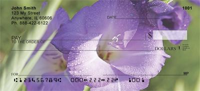 Gladiolus