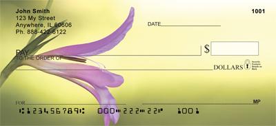 Gladiolus