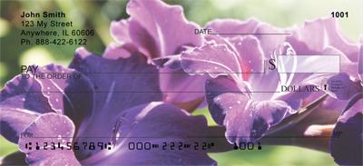 Gladiolus