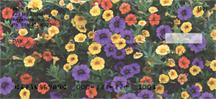Petunias