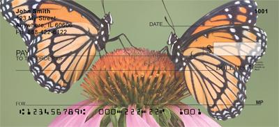 Beautiful Butterflies