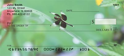 Dragonflies
