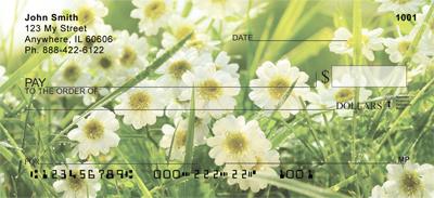 Daisies