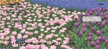 Garden Flowers