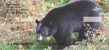 Black Bears
