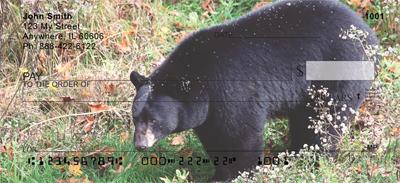 Black Bears
