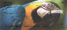 Parrots