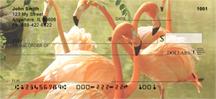Flamingos