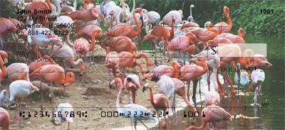 Flamingos
