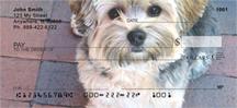 Yorkshire Terriers