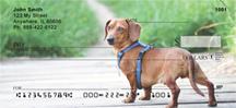 Diminutive Dachshunds