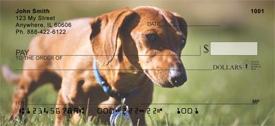 Diminutive Dachshunds