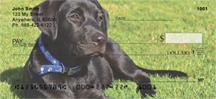 Black Labradors