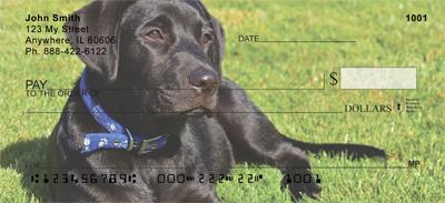 Black Labradors