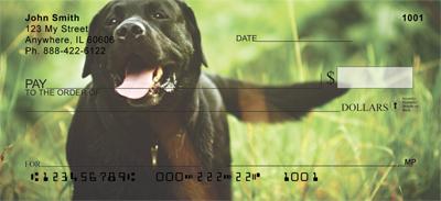 Black Labradors