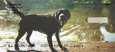 Black Labradors