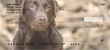 Chocolate Labs