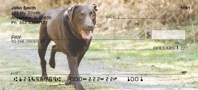 Chocolate Labs