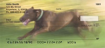 Chocolate Labs