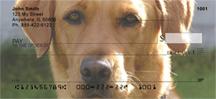 Yellow Labs