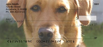 Yellow Labs
