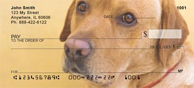 Yellow Labs