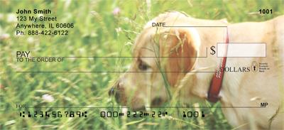 Yellow Labs