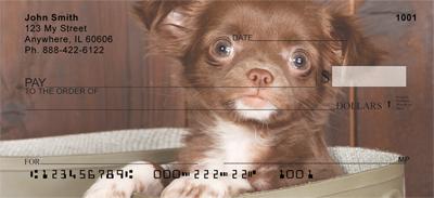 Chihuahuas