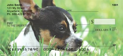 Chihuahuas