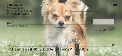Chihuahuas