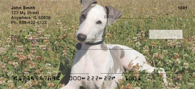 Greyhounds